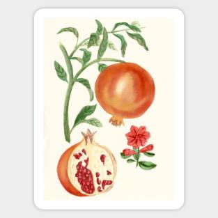 pomegranate Sticker